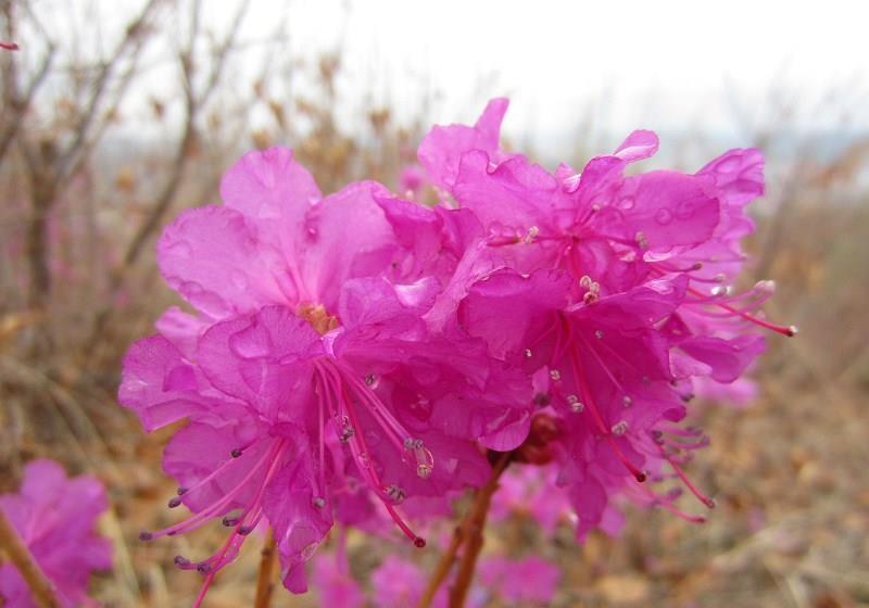 「东北」此花是东北特有的花卉,是一个民族精神的骄傲,是西施花