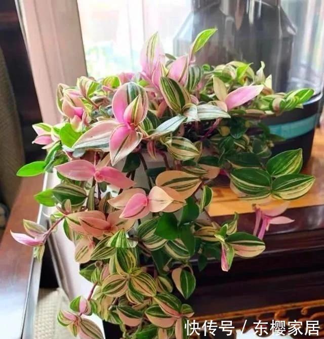  [真够]吊兰家族真够多，个个爆脾气，呼呼爆盆，披头散发颜值高