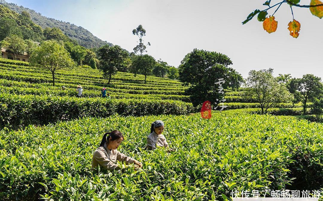 这个国庆长假，来茶叶之乡、六祖惠能故里，感悟茶禅一味