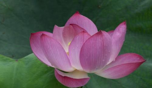  #漂亮#不管阳台多小，3种花一定要养，吊起来养更漂亮，养出一个小花园