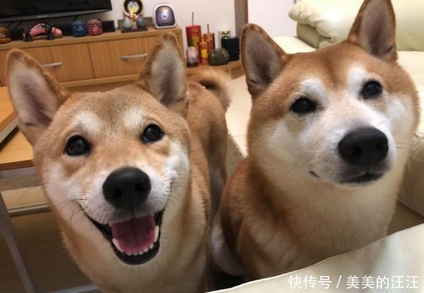  「主人」你到底是柴犬还是猫，狗狗和主人玩捉迷藏，你能看出狗狗藏在哪吗