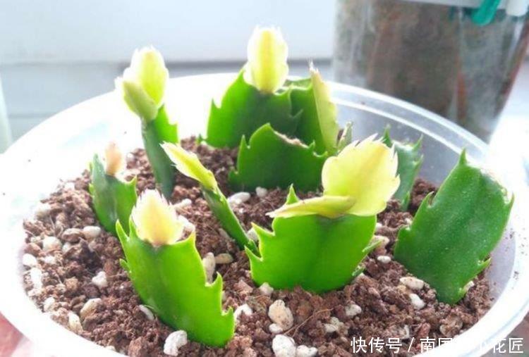 【家里】春天家里养此款花,花期长花量大,剪个枝插土里就活