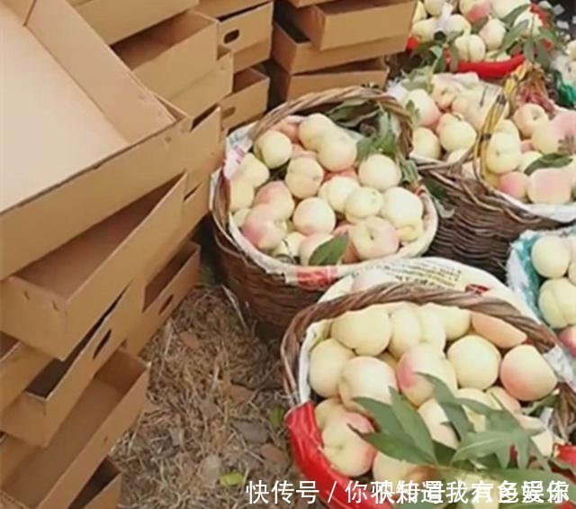 二十出头的农民姑娘种植它,村民说是“银鹅蛋”让她年赚十几万！