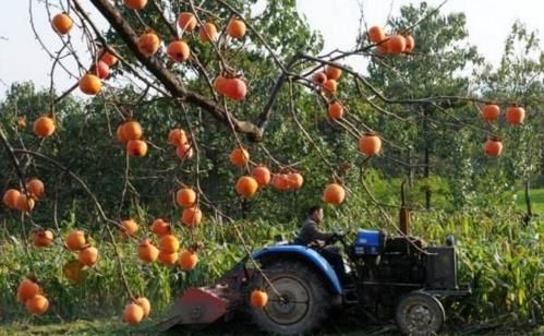 柿子■在农村，老农民摘柿子时，为何总是要在柿子树顶留几个？
