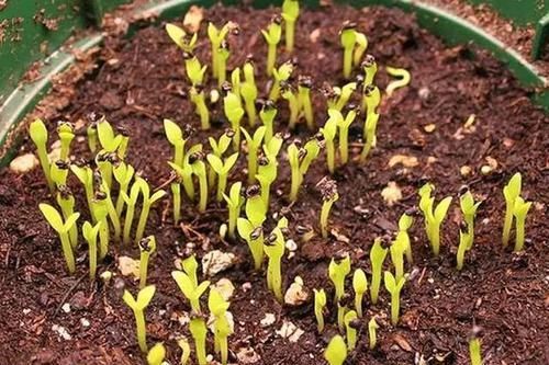  [吃不完]3种“水果籽”别扔，埋花盆，10天就发芽，久了，结果全家吃不完