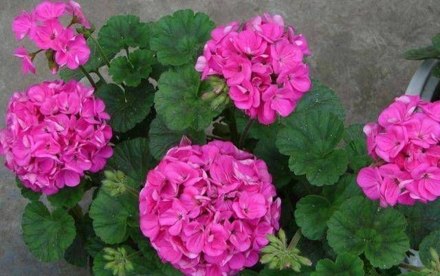 『苍蝇』这三种花是在室内的盆里培育的,蚊子和苍蝇不敢进屋,防蚊是夏季的首选