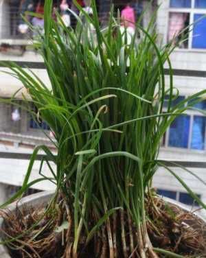  「种植」这两种菜，种一盆可以长十年，吃完又蹭蹭长，收获一茬又一茬！