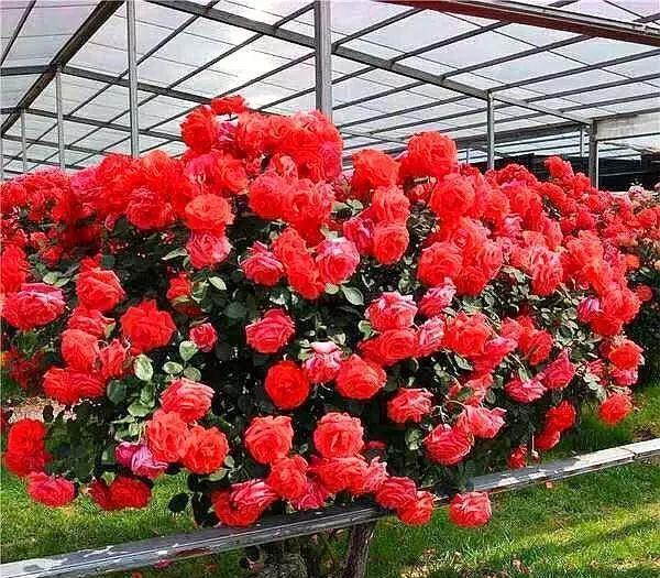 栀子花|杜鹃花,栀子花扔了吧!养棵“花树”,能开花300天,见土就活