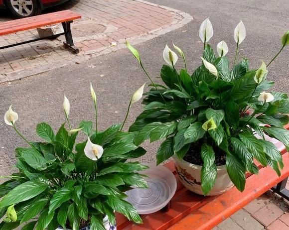  「长寿花」新手养花?就选这几种,平时少折腾,掌握精髓,养啥也爆盆