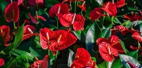  『家里』农历新年家里很适合摆的一些观赏植物，红红火火过鼠年