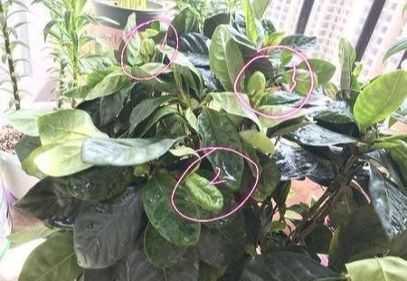  「栀子花」栀子花花苞掉一地?，改改几个“臭毛病”，大花苞砰砰开