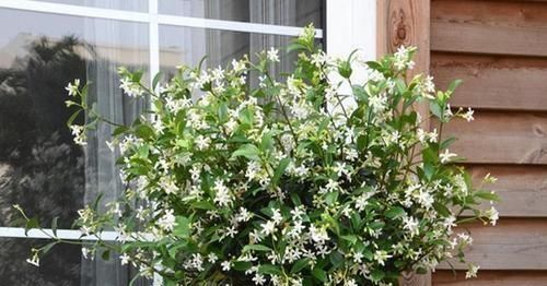  『耐晒』它是茉莉的一种，却比茉莉更香更耐晒，叫风车茉莉开花大半年