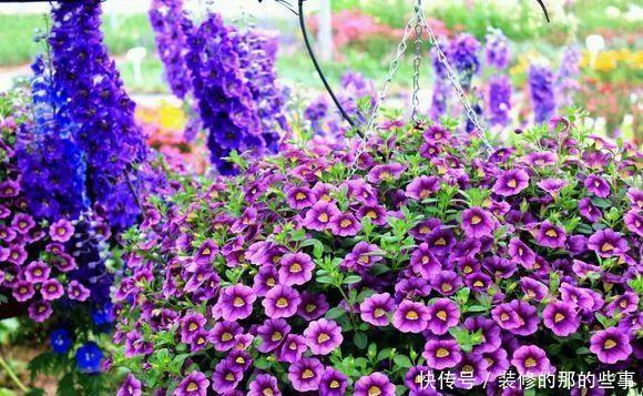 「窗子」窗台养上4种花,推开窗子就是花园,一不小心成花海!
