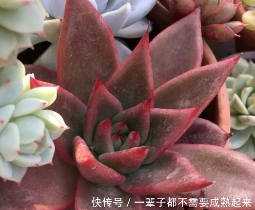  ＂refer＂:＂＂怎样种植多肉才是最饱满的？教你一招让你快速栽培！