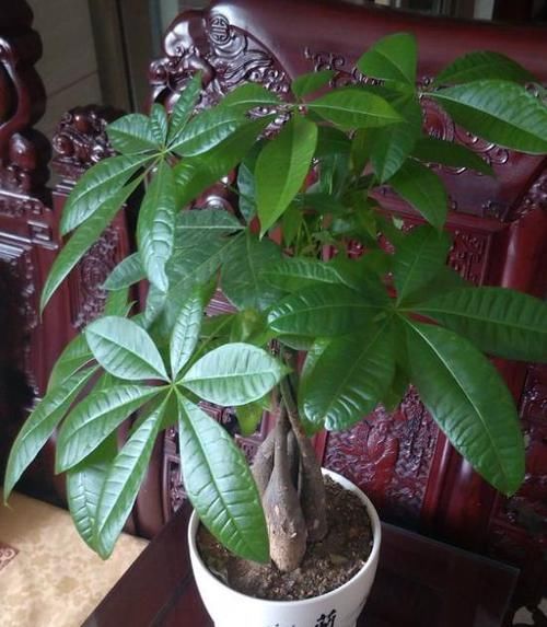  土壤渗透性■养盆发财树，教你“最佳养护方法”，叶片冒油光，枝叶繁茂蹭蹭长
