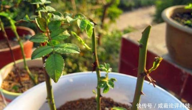  你个@扦插植物有难度？教你个最简单的方法，插什么活什么，太简单了