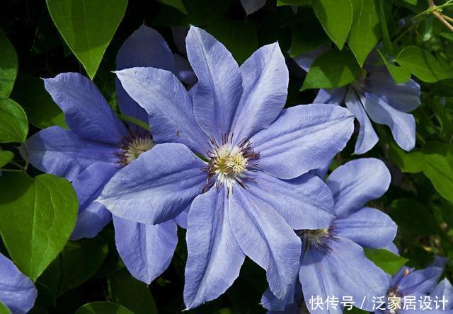  「喜欢」喜欢养护漂亮花卉，就选择花期长、花色艳，开花量繁多的5种花卉