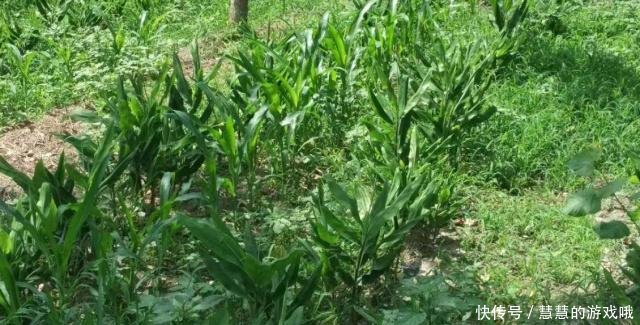 农村创业首选项目，一亩地能赚20000元，关键是不愁销售