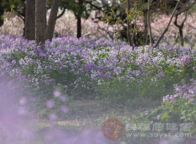  「明前」清明节吃什么 清明吃这种蛋健康又美味