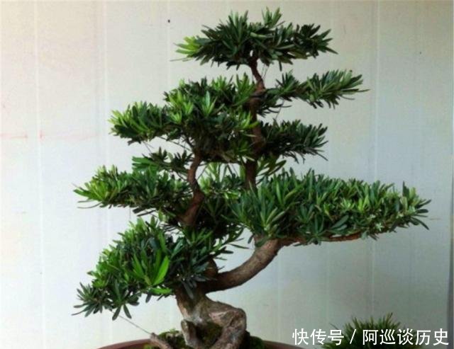  [爷爷]有钱人家中爱养3盆“公孙树”，爷爷栽种，子孙来护，难怪家风好