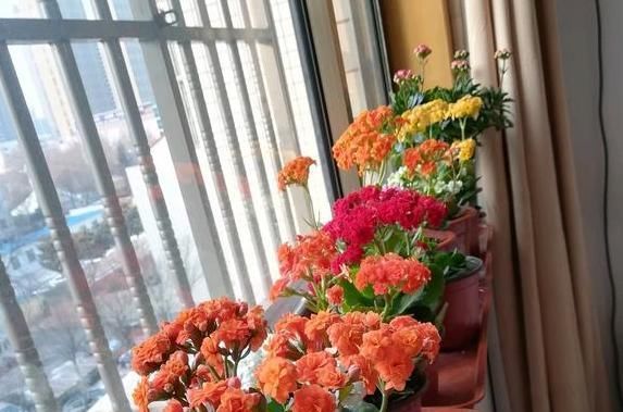  选择■长寿花掉叶子是怎么回事?如何处理让长寿花健康成长?