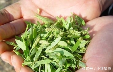 再过一个多月，农村这3种树要“倒霉”了，年年如此让树怎么活？