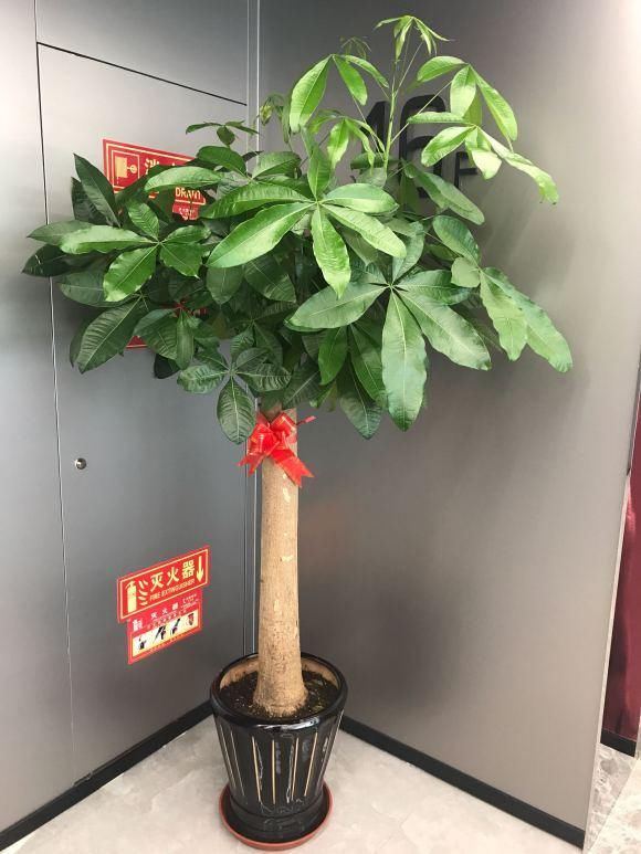  [绿植]最耐旱的绿植，越不浇水越长得好，一浇水就烂根！