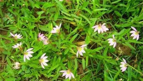 【消肿止痛】一种奇特的“半边花”,农民用它来驱蚊,对消肿止痛有帮助