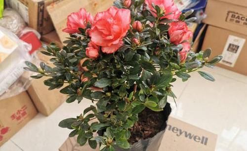 『钾肥』家庭养杜鹃开花少?因为“太饿了”,喂“磷钾肥”,促进开花