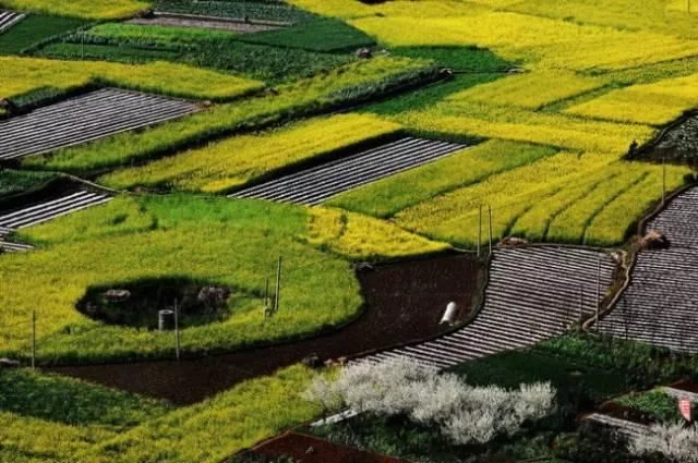 中国最美的油菜花海,油菜花逐渐“染黄”了神州大地