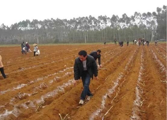 最佳甘蔗养殖法，你知道几种？这样种出来的甘蔗人人都说好