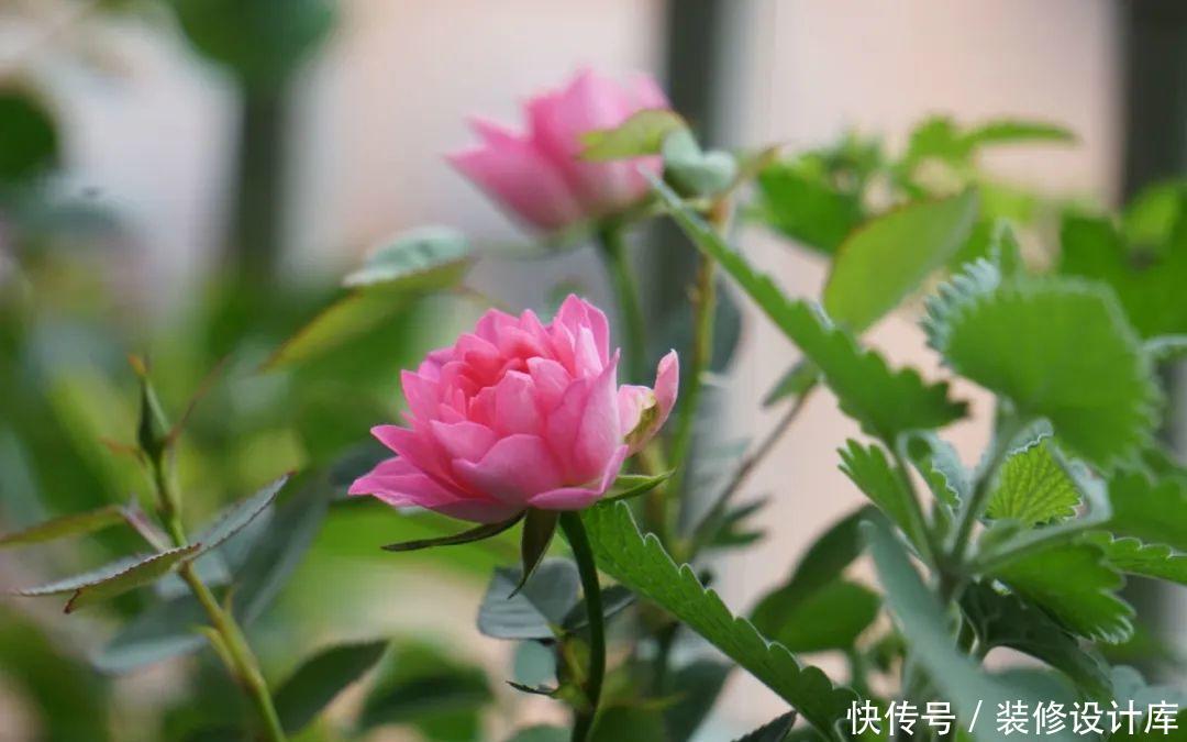  #稀罕#5种花真稀罕，叶子越晒越红彤彤，一盆能开20朵！