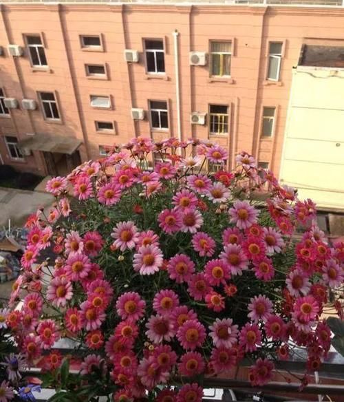  『绣球』阳台养花不用多，6种“草花”颜值高，家里小清新，四季开不败