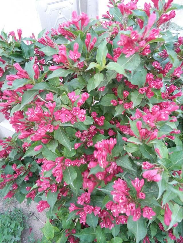  『最旺』锦带花正迎来最旺期，繁花似锦好圆满，看着就满满幸福！