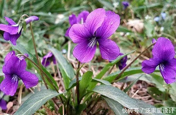  花盆：一种紫“野菜”，比绿萝颜值高，掐一把养花盆，貌似兰花作用强