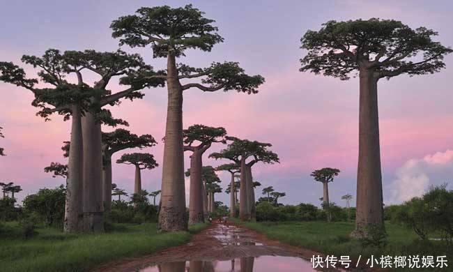 世界寿命最长十棵树：四棵在中国，近3000年历史，土豪也买不起