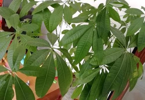 养好:养好发财树,这几个“细节”要注意,不能疏忽,小心黄叶子