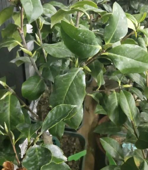  「黄叶」茶花黄叶不开花？可能是“贫血”，给它“补”点铁，很快就能开花