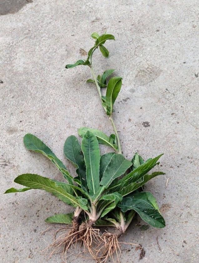『种植』地胆头种植等技术