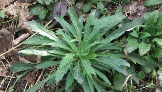 “它”真的是良药，您若遇见，请别摘去喂兔子，人称“跌打通”