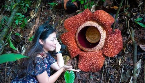 「大王花」这6种花“最臭”,开的再好看也没人养,第4种兰花能当“领带”