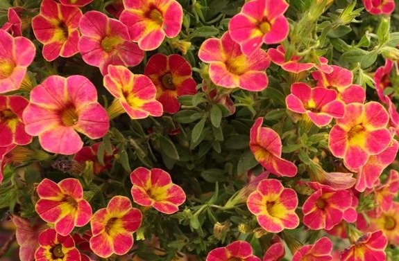  特别■天气越来越热，阳台种植这些耐热花朵就好了，花朵蹭蹭窜