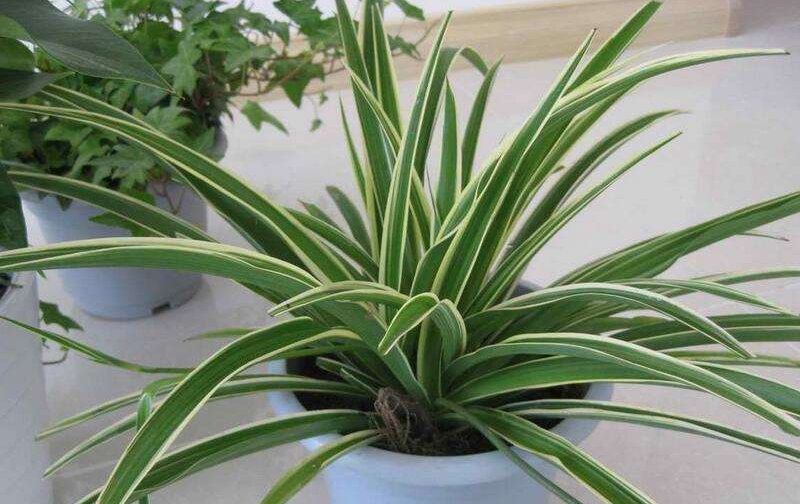  『小常识』种花要知道的小常识，花友无法入眠，试试这两种花