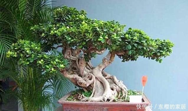身体|客厅这3棵“养生树”,棵棵价值高,吸走毒气释放氧气,身体更棒