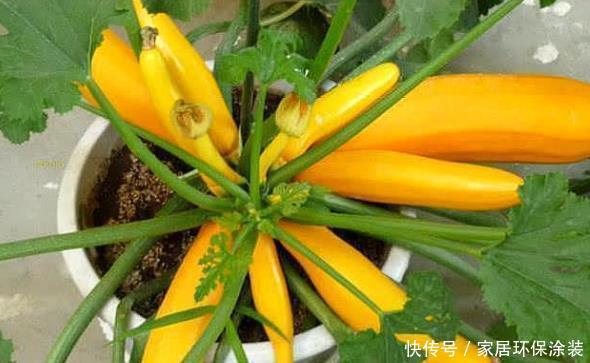  #盆栽#阳台别再只养花了，“4种菜”当盆栽，每天得菜钱都省了