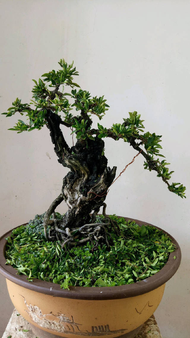 没商量■小叶鼠李微盆景,剃头开始,换个发型就是帅哥,爱上微盆景没商量