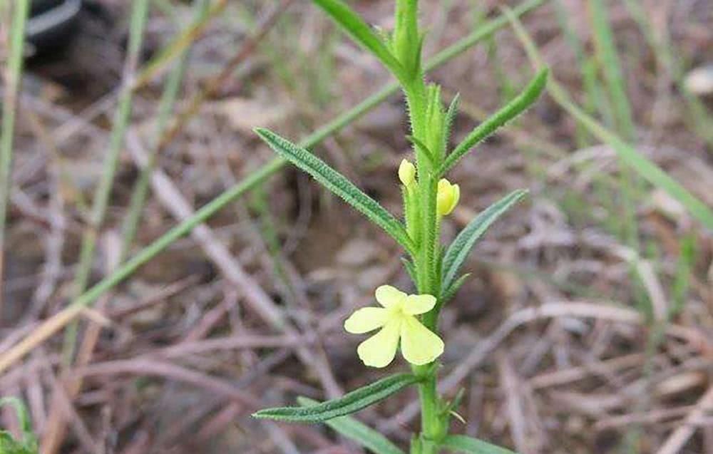  「除掉」过去农民当杂草除掉，如今千元一斤被捧成“神药”，却