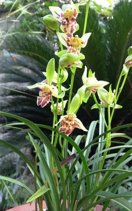  【建兰梨山狮王】兰花极品，花型奇特，多舌多鼻，花色艳丽，浓香怡人，好养价廉