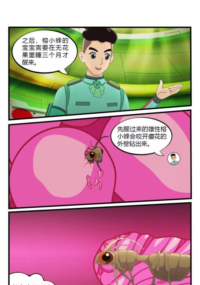  真的：果实内的旅行：无花果真的没有花吗？