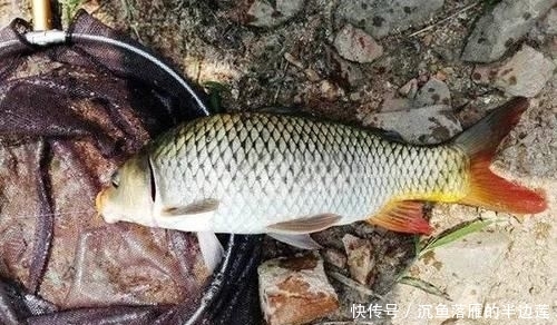  『效果显著』没想到紫菜也能用来野钓鲤鱼，且效果显著